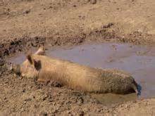 cant get cleaner wallowing in the mud|sows wallowing in the mud meaning.